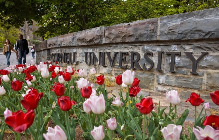 Cornell University sign with red and white tulips