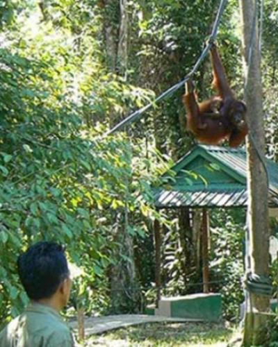 Man looking at Orangutan in trees